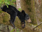 Great Smoky Mountains National Park