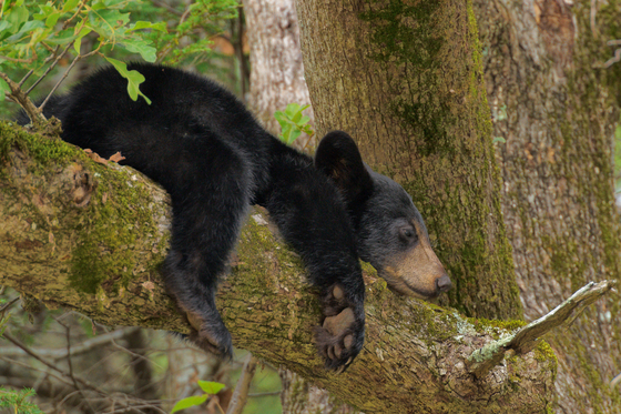 Great Smoky Mountains National Park