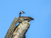 Nisqually National Wildlife Refuge