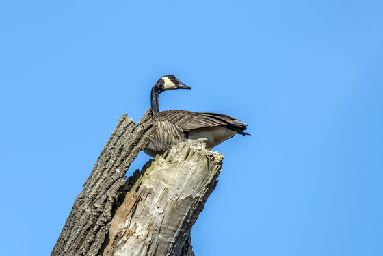 Nisqually National Wildlife Refuge