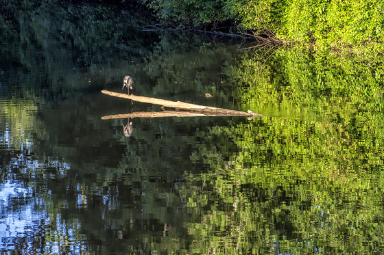 Tualatin River National Wildlife Refuge