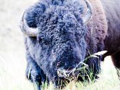 Black Hills National Forest