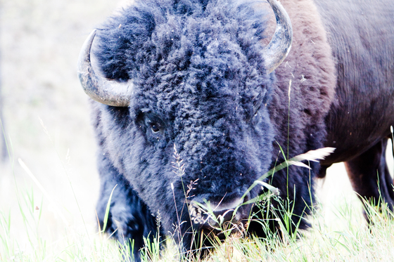 Black Hills National Forest