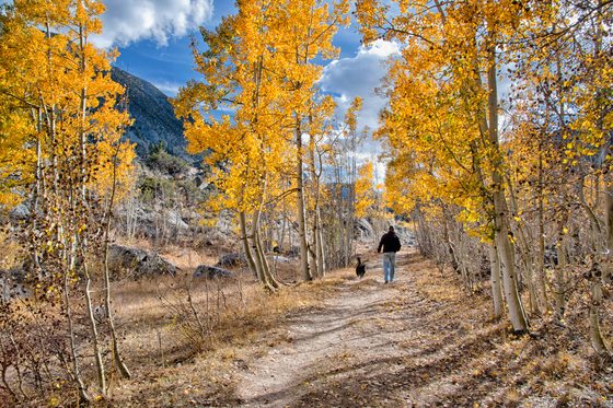 Inyo National Forest