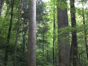 Great Smoky Mountains National Park