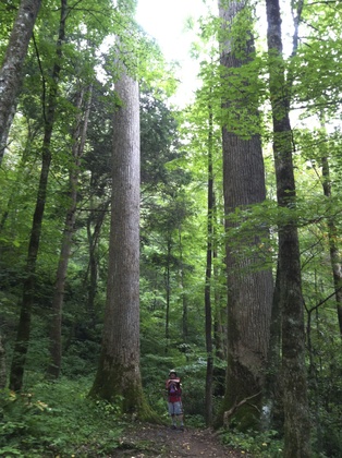 Great Smoky Mountains National Park