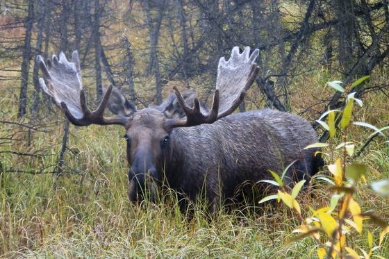 Yukon Flats National Wildlife Refuge