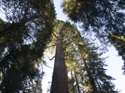Kings Canyon National Park