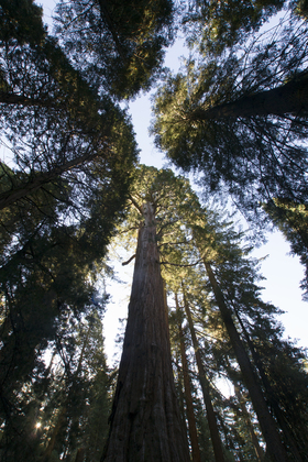 Kings Canyon National Park