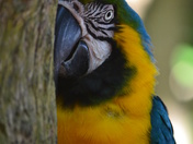 Peek-a-boo, I see you