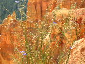 Bryce Canyon