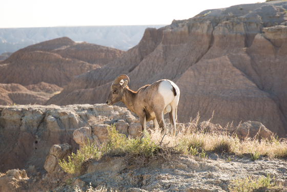 Badlands National Park