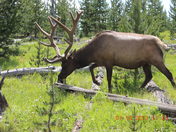 Yellowstone National Park