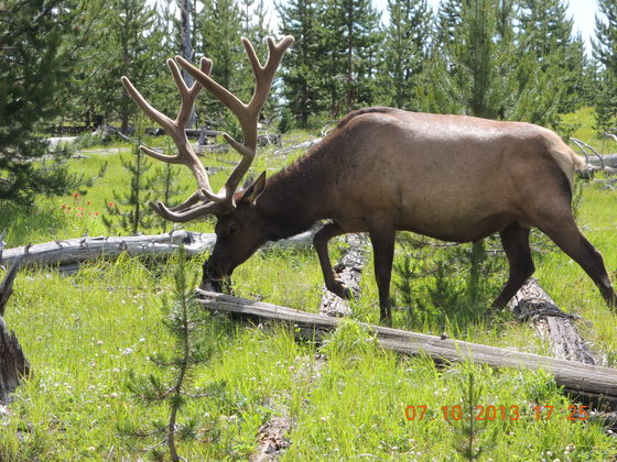 Yellowstone National Park