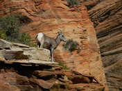 Zion National Park