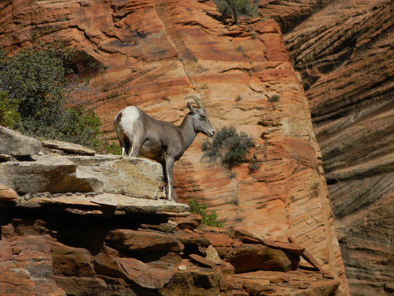 Zion National Park