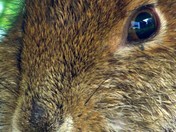 The Eye of a Rabbit