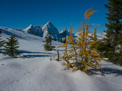Golden Larch and Mt Sir Donald