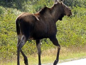 Moose