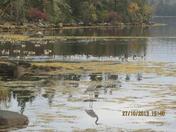 Geese Galore with a Blue Heron shadow