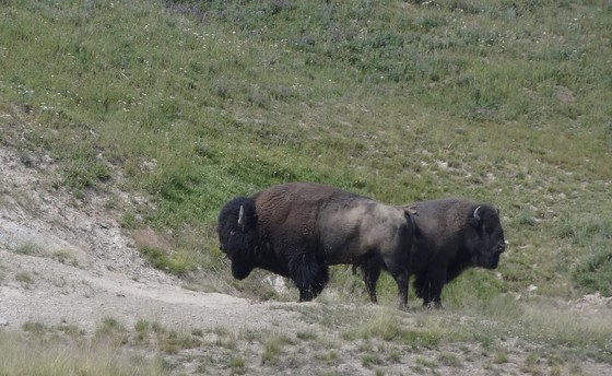 Yellowstone National Park