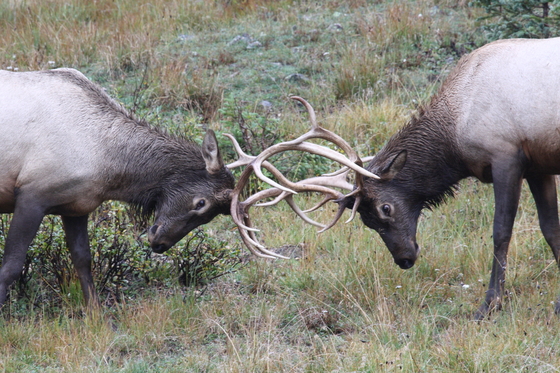 Rocky Mountain National Park