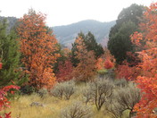 Wasatch-Cache National Forest