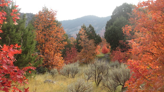 Wasatch-Cache National Forest