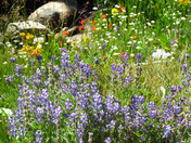 John Muir National Forest