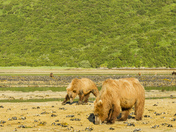 Katmai National Park