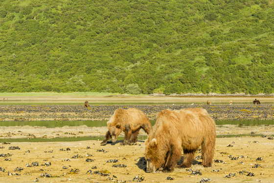 Katmai National Park