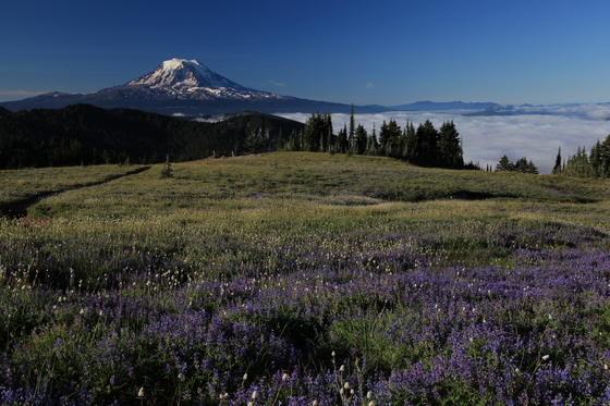 Goat Rocks Wilderness Area