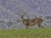Great Smokey Mtn. National Park