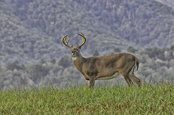 Great Smokey Mtn. National Park