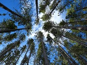 White River National Forest