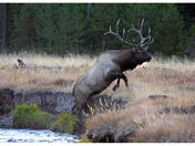 Yellowstone