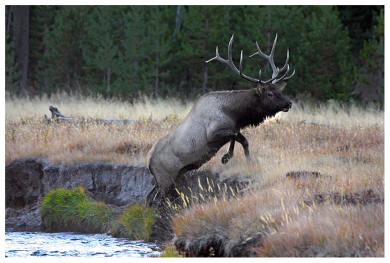 Yellowstone