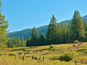 Sequoia National Forest