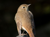 Hermit Thrush