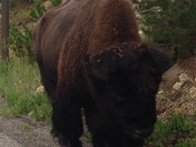 Yellowstone National Park