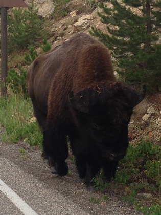 Yellowstone National Park