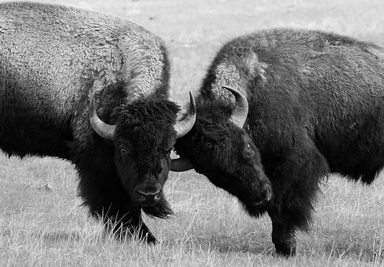 Yellowstone National Park