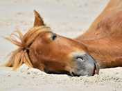 Assateague Island National Seashore