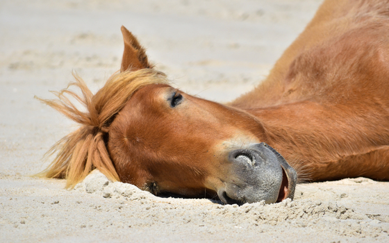 Assateague Island National Seashore