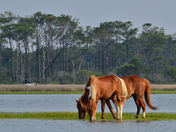 Assateague Island National Seashore 