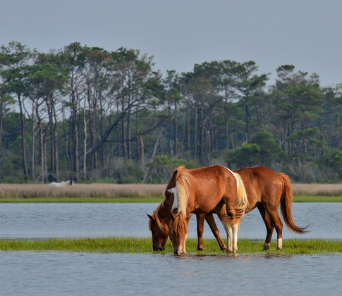 Share the Experience 2024 - Entry Info - Assateague Island National