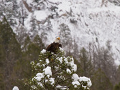 Gallatin National Forest