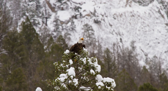Gallatin National Forest