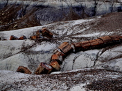 petrified forest national park