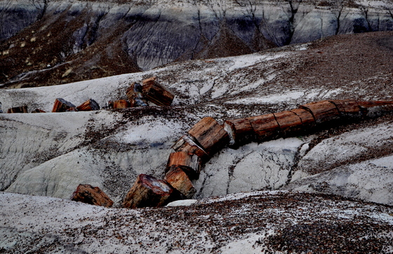 petrified forest national park